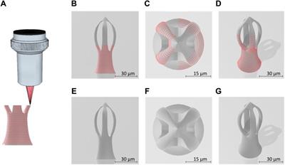 Magnetically‐actuated microcages for cells entrapment, fabricated by laser direct writing via two photon polymerization